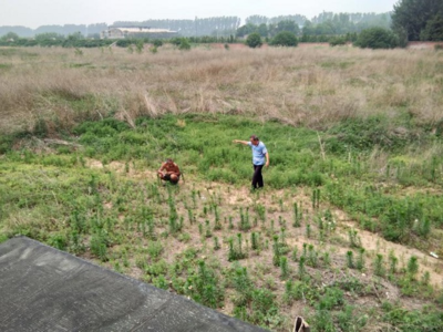 复耕的迷思 百亩农用地尚未垦殖的复杂图景