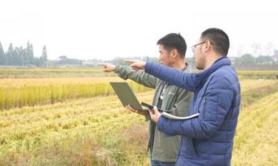 稻香丰年 2020年“金陵味稻”首开镰 土地评估引领绿色发展
